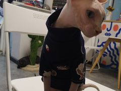 -团子家猫咪猫咖馆·柯基·柯尔鸭