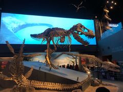 -贝林大翅鲸简餐厅(国家海洋博物馆店)