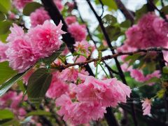 -观澜湖生态运动公社