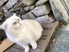 -喵屿·大理花园猫咖