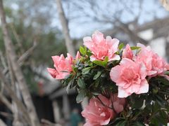 -惠山古镇·寄畅园