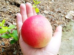 -久健盲人推拿(春江佳园店)