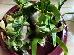 -溪岸路花鸟市场