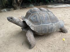 -广州长隆飞鸟乐园