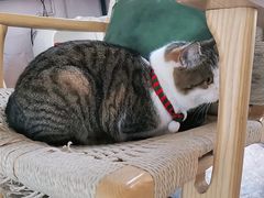 -喵屿·大理花园猫咖