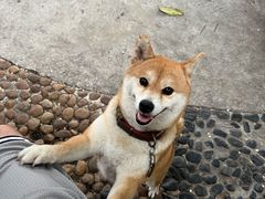 -柴犬高等学院·狗咖·柴犬售卖·宠物训练