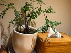 -竹里馆 ·茶食(奥体店)