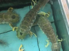 -碧海渔村(黄埔东路店)