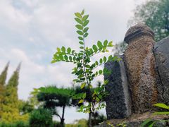 -惠山古镇·寄畅园