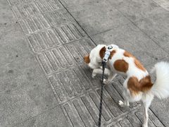 -谐和益家动物医院·免疫绝育·血液透析·宠保定点医院(高新伊藤分院)