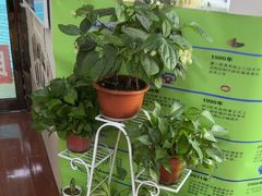 -自然之声助听器·呼吸机(和平店)