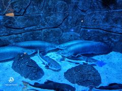 -成都浩海立方海洋公园