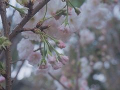 -南山植物园