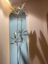 -娇玫荟SPA