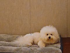 -上海佘山世茂艾美酒店