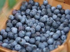 -金谷域澳洲庄园