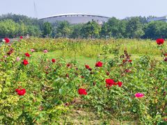 -廊坊文化艺术中心