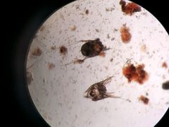 -荣耀金沙动物医院(清江西路店)