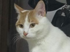 -佳怡动物医院·平价24小时·猫专科骨外科