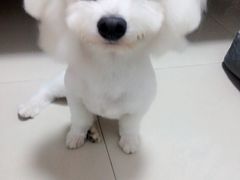 -芭比堂动物医院·24小时·眼科中心(深圳中心)