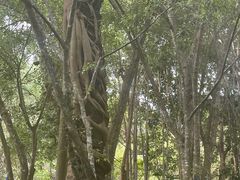 -中国科学院西双版纳热带植物园