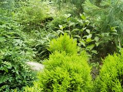 -南山植物园