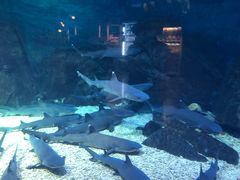 -烟台海昌鲸鲨海洋公园