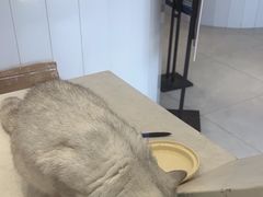 -关爱宠物医院·猫科中心·消化科(滨湖万达分院)