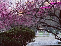 -南京古林公园