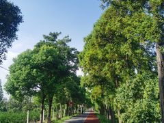 -上海长兴岛郊野公园