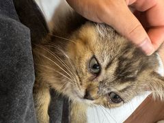 -楼上猫咖(罗湖店)