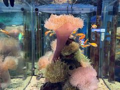 -太平洋海底世界