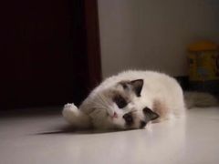 -喵zoo家庭繁育猫舍(尖东智能花园店)