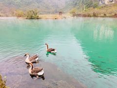 -靖西鹅泉风景区