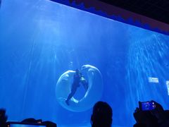 -多彩贵州城极地海洋世界