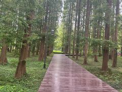 -黄海国家森林公园