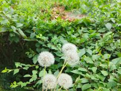 -蒲河岛湿地公园