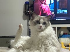 -纳吉亚猫专科动物诊疗中心(蒋宅口分院)