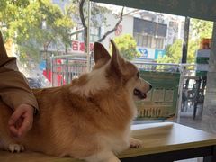 -艾贝尔宠物医院 ·中兽医·宠保定点(北门桥店)