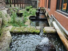-Local泰莲庭(虹鳟鱼店)