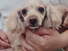 -安安宠医宠物医院·异宠·犬猫内科(岳阳分院)