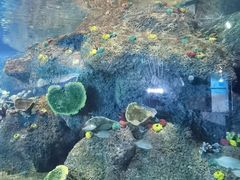 -沙沙哗啦海洋馆(华宇百花谷店)
