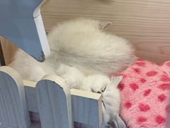 -柚子猫舍·精品猫舍购猫·猫咪认养·购宠·宠物店