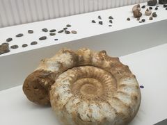 -青岛贝壳博物馆
