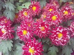 -祥源·阜阳生态乐园