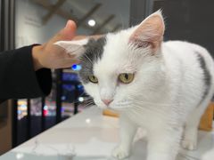 -喵园·猫主题咖啡厅·撸猫·猫咖(国贸店)