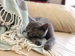 -猫大福·Fortune Cat猫舍(百子湾店)
