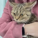 Universe猫宇 | 天河靠谱猫舍‼️