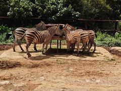 -云南野生动物园