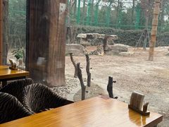 -上海野生动物园老虎餐厅